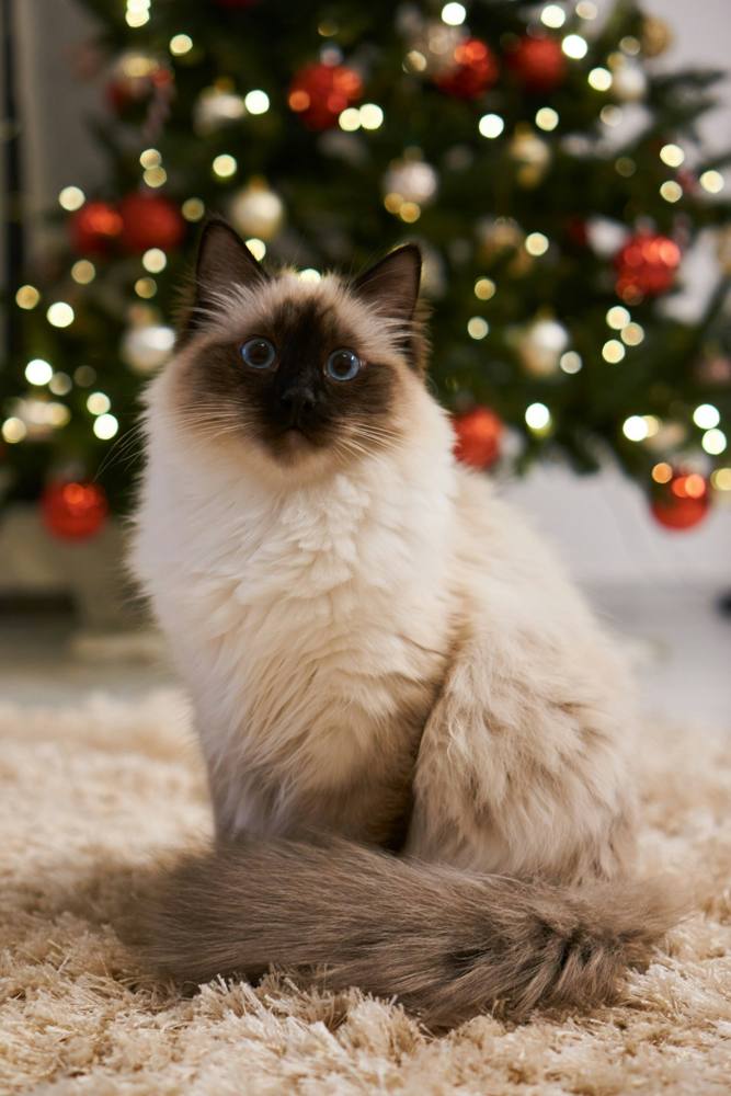 A Siamese cat relaxing on a cat tree