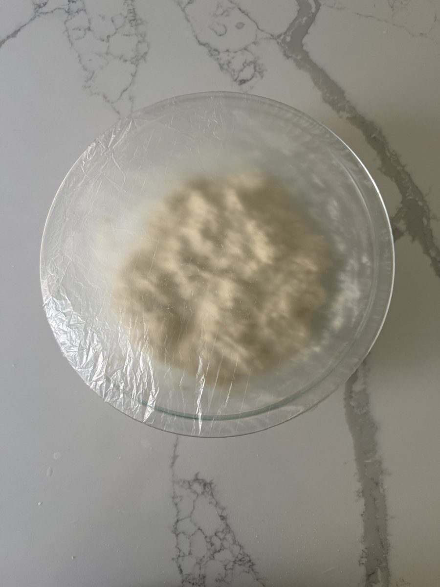 Shower cap covering a bowl of dough